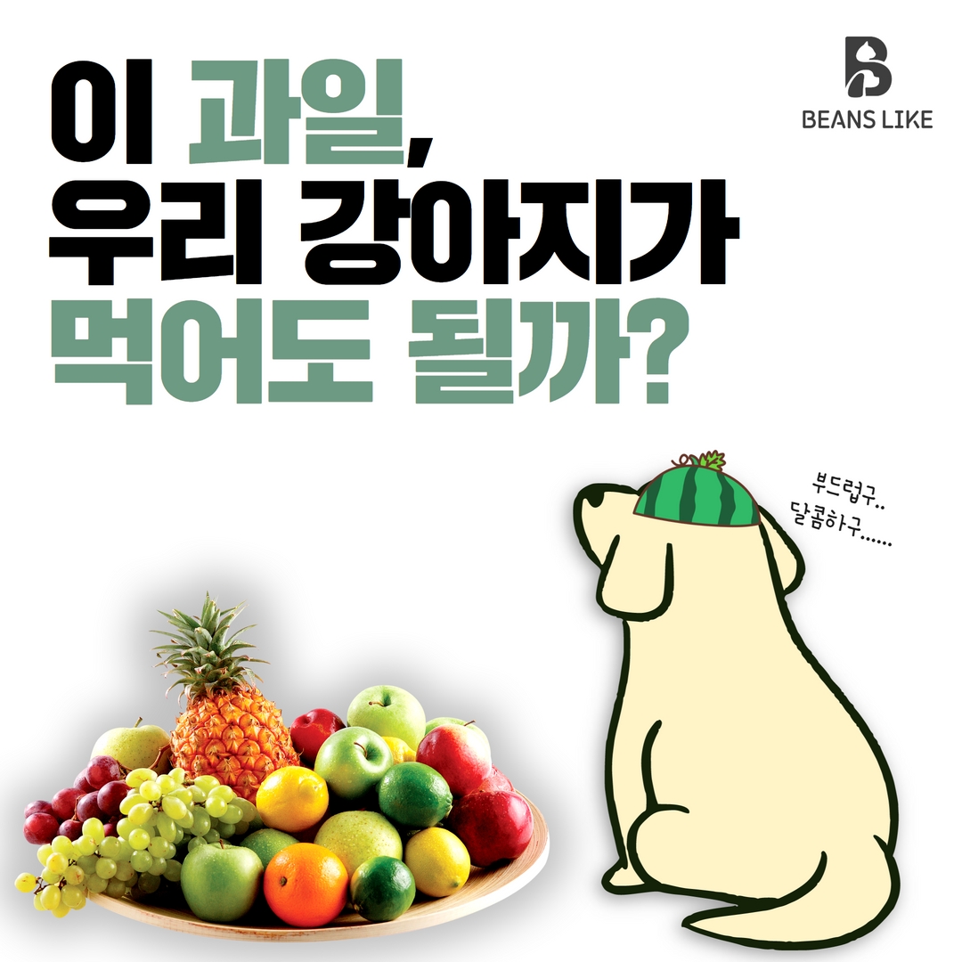 강아지 과일