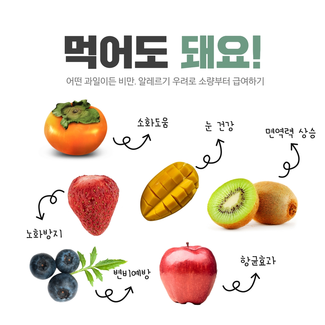 강아지 과일