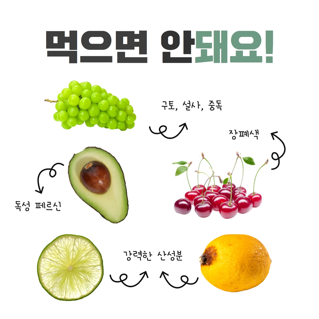 강아지 과일