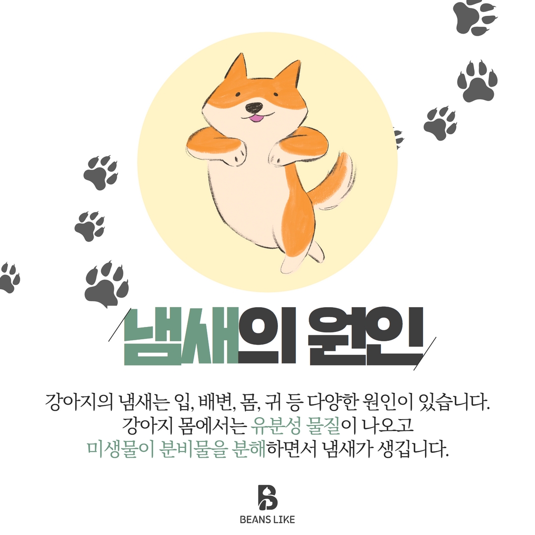 반려동물 냄새 관리