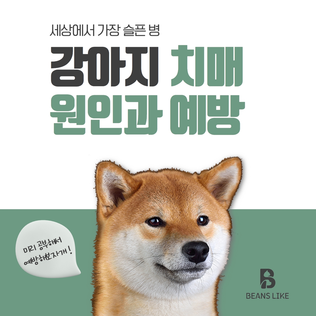 강아지 치매 원인과 예방