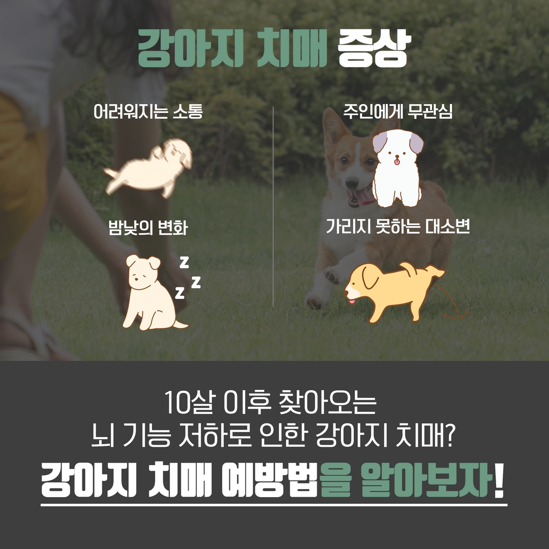 강아지 치매 원인과 예방