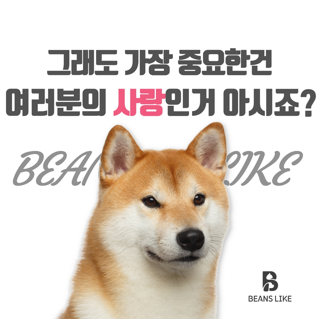 강아지 치매 원인과 예방